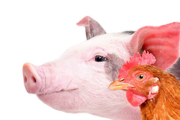 Compressed air filter