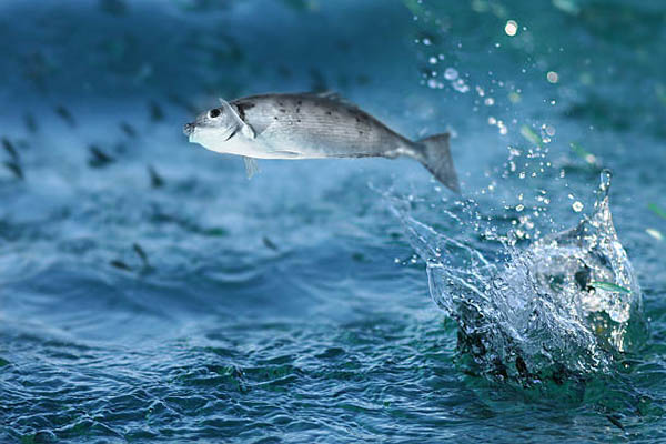 Moisture water separator